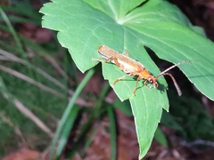 Cantharis rufa