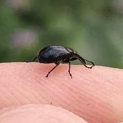 Haplorhynchites aeneus