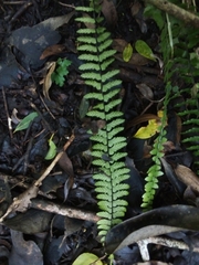 Asplenium sellowianum