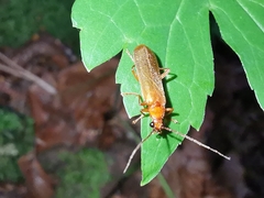 Cantharis rufa
