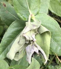 Haplorhynchites aeneus