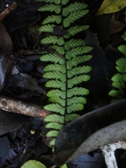 Asplenium sellowianum