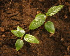 Frangula caroliniana