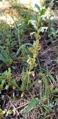 Pedicularis parryi