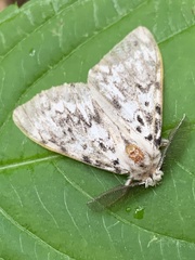 Lymantria monacha