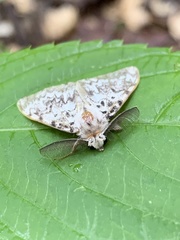 Lymantria monacha