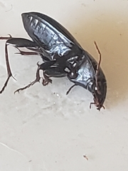 Carabidae
