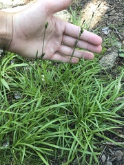 Carex stevenii