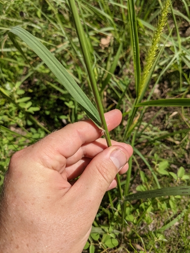 Image of Eragrostis hirsuta by (c) Cleveland Powell, some rights reserved (CC BY)