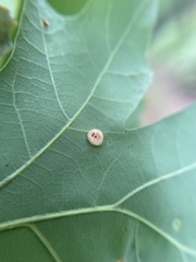 Neuroterus umbilicatus