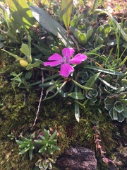 Dianthus glacialis