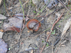 Cortinarius clelandii