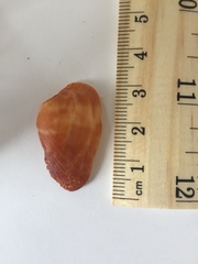Barbatia domingensis