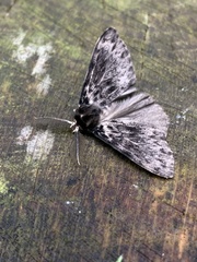 Lymantria monacha
