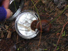 Cortinarius clelandii