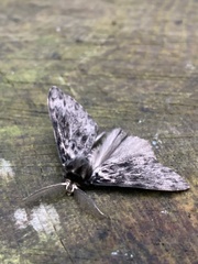 Lymantria monacha