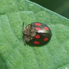 Cyrtonota tristigma