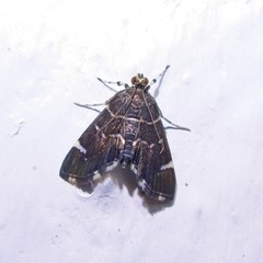 Hymenia perspectalis