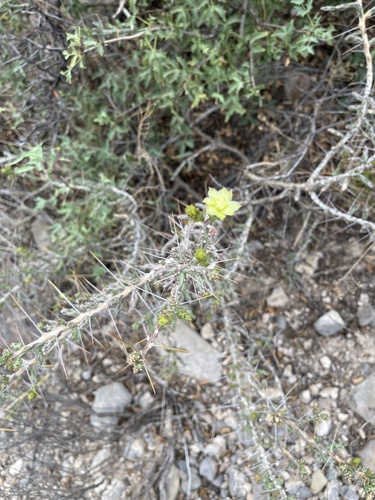 Cylindropuntia leptocaulis