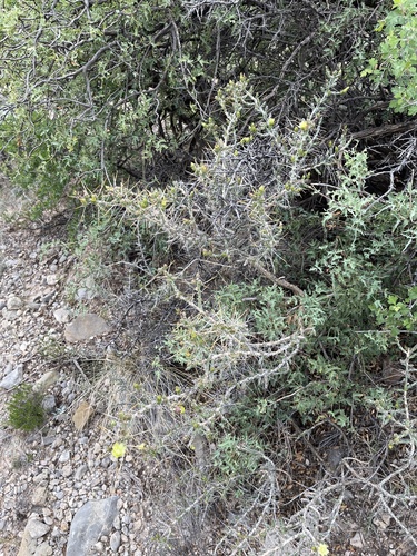 Cylindropuntia leptocaulis