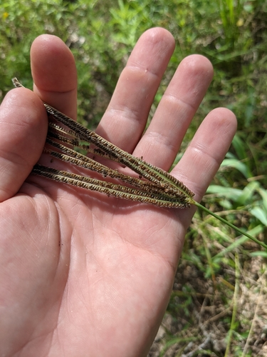Image of Eustachys caribaea by (c) Cleveland Powell, some rights reserved (CC BY)
