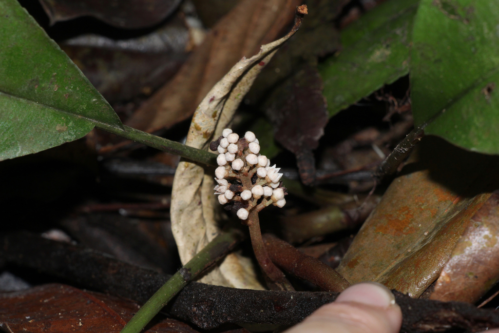 Labisia