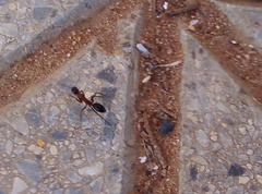 Camponotus barbaricus