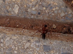 Camponotus barbaricus
