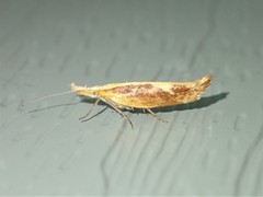 Ypsolopha dentiferella