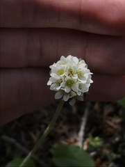 Micranthes rhomboidea
