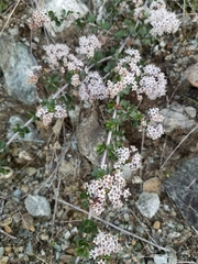 Ceanothus cuneatus ramulosus