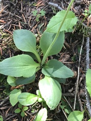 Micranthes rhomboidea