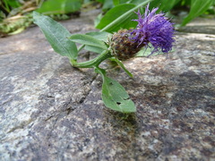 Centaurea nigra carpetana