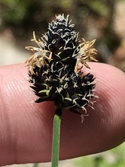 Carex stevenii