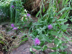 Centaurea nigra carpetana