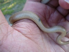 Storeria storerioides