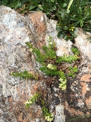 Galium baldense