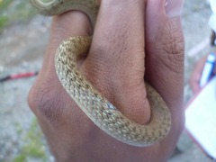 Storeria storerioides