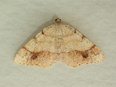 Macaria plumosata