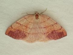 Drepanulatrix carnearia