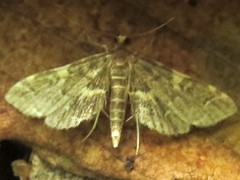 Anageshna