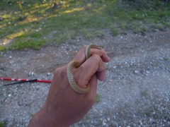 Storeria storerioides