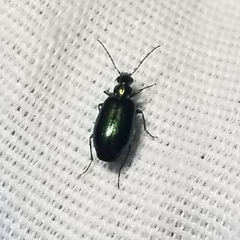 Lebia viridis