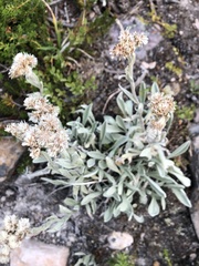 Antennaria lanata