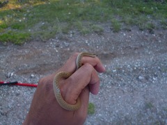 Storeria storerioides