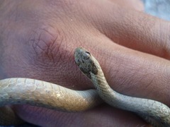 Storeria storerioides