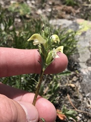 Pedicularis parryi