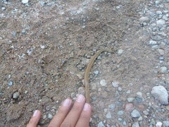 Storeria storerioides