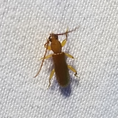 Smodicum cucujiforme