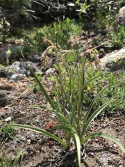 Melanthiaceae